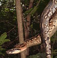 ���� ������� - ����